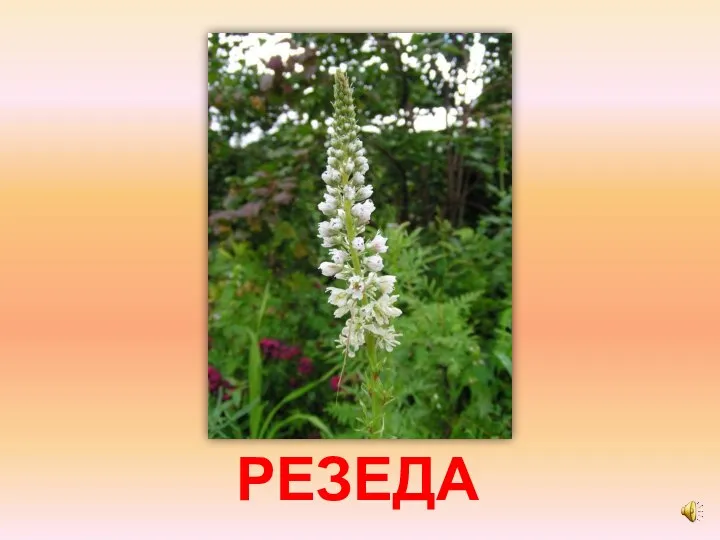 РЕЗЕДА