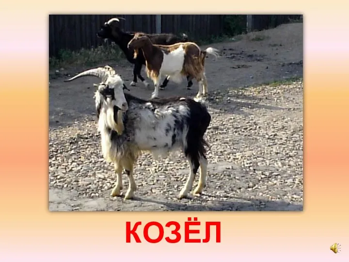 КОЗЁЛ