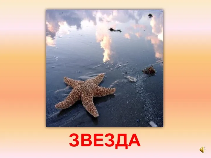 ЗВЕЗДА