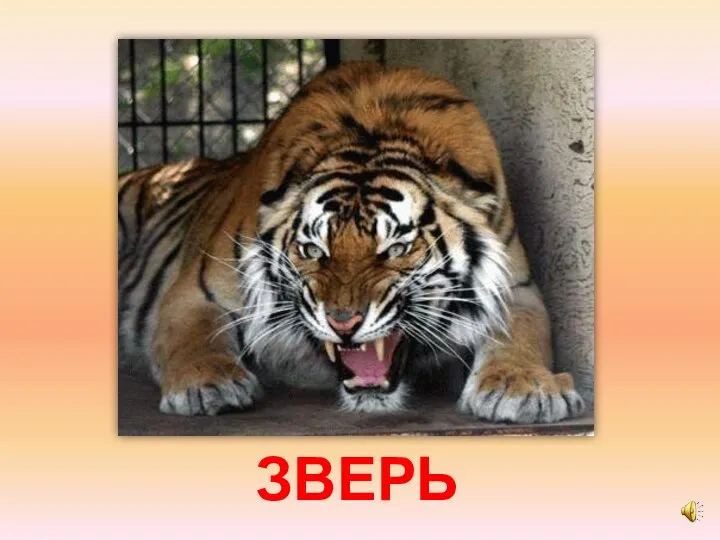 ЗВЕРЬ