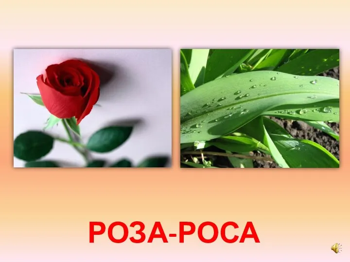 РОЗА-РОСА