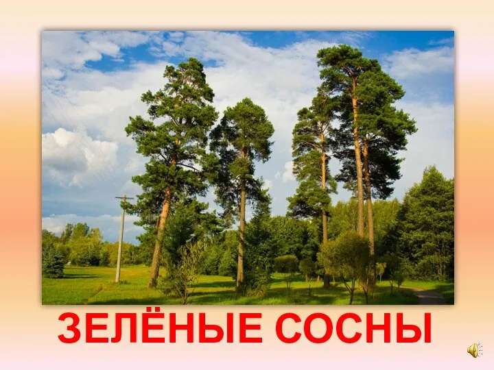 ЗЕЛЁНЫЕ СОСНЫ