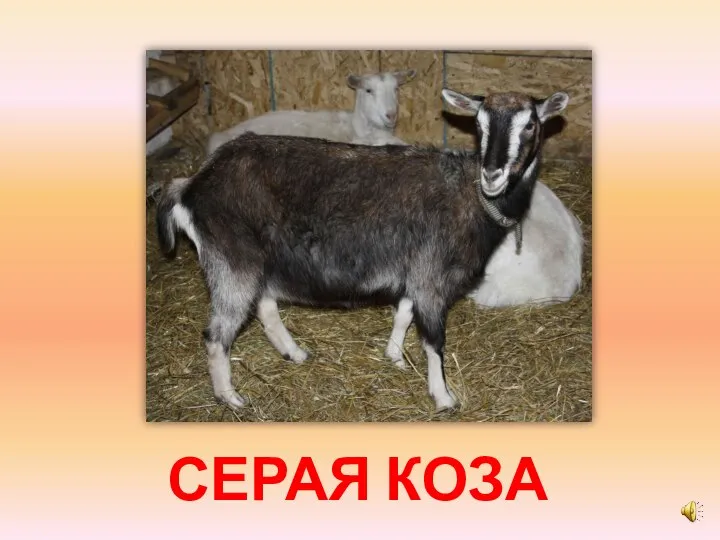 СЕРАЯ КОЗА