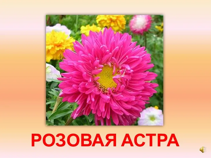 РОЗОВАЯ АСТРА