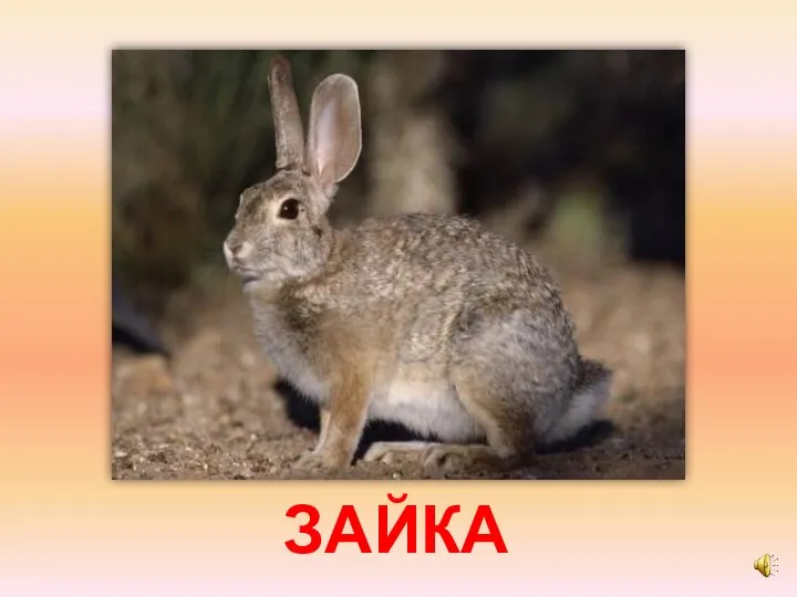 ЗАЙКА