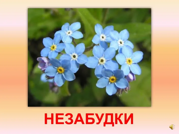 НЕЗАБУДКИ