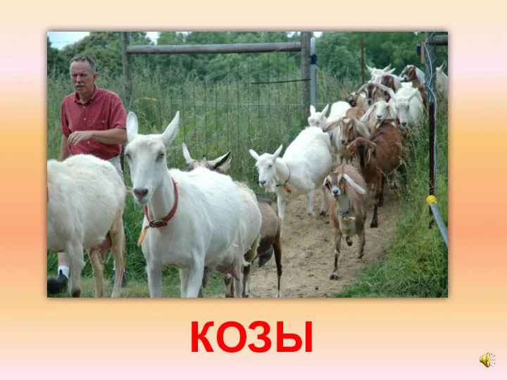 КОЗЫ