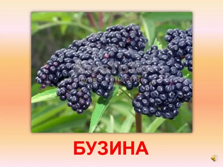 БУЗИНА