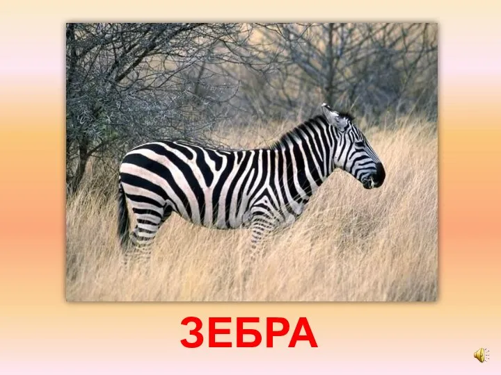 ЗЕБРА