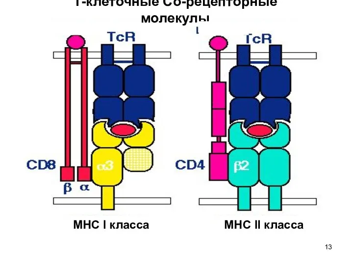 Т-клеточные Со-рецепторные молекулы МНС I класса МНС II класса