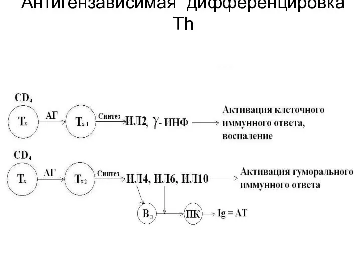 Антигензависимая дифференцировка Th