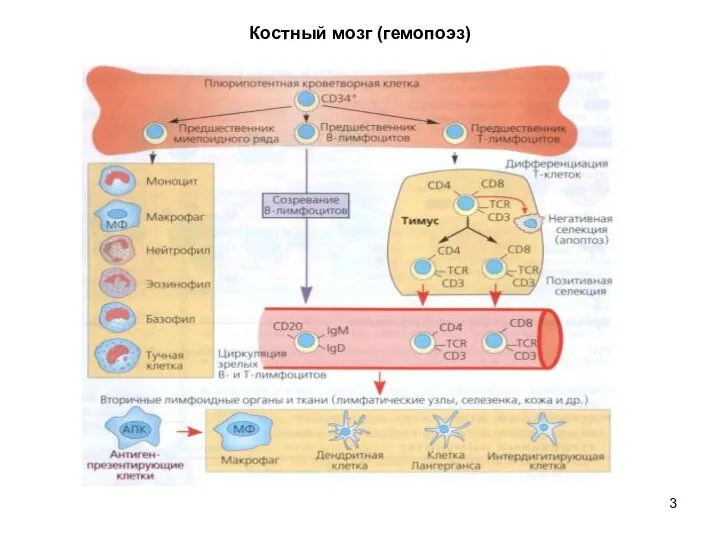 Костный мозг (гемопоэз)