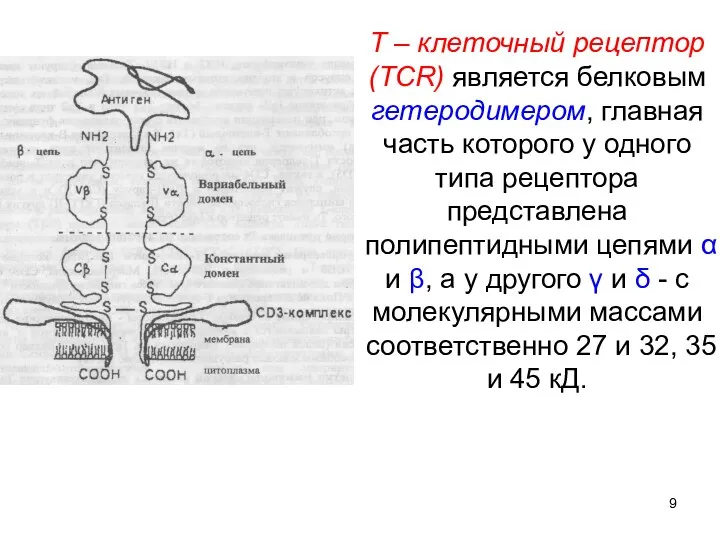 Т – клеточный рецептор (TCR) является белковым гетеродимером, главная часть которого у