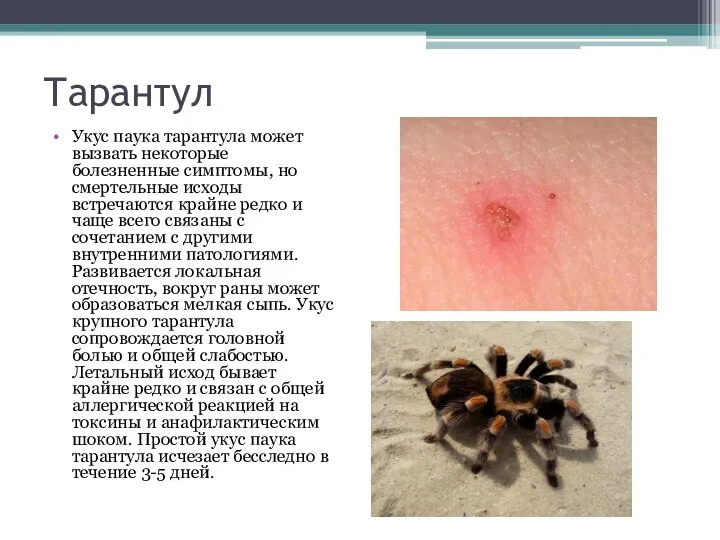 Тарантул Укус паука тарантула может вызвать некоторые болезненные симптомы, но смертельные исходы