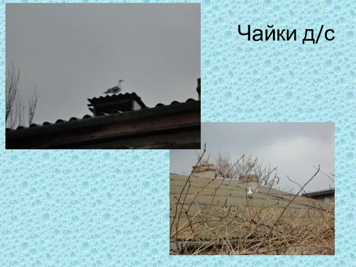 Чайки д/с