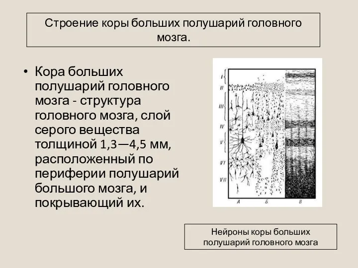 Кора больших полушарий головного мозга - структура головного мозга, слой серого вещества