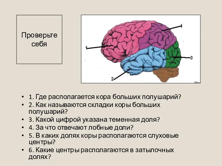 1. Где располагается кора больших полушарий? 2. Как называются складки коры больших