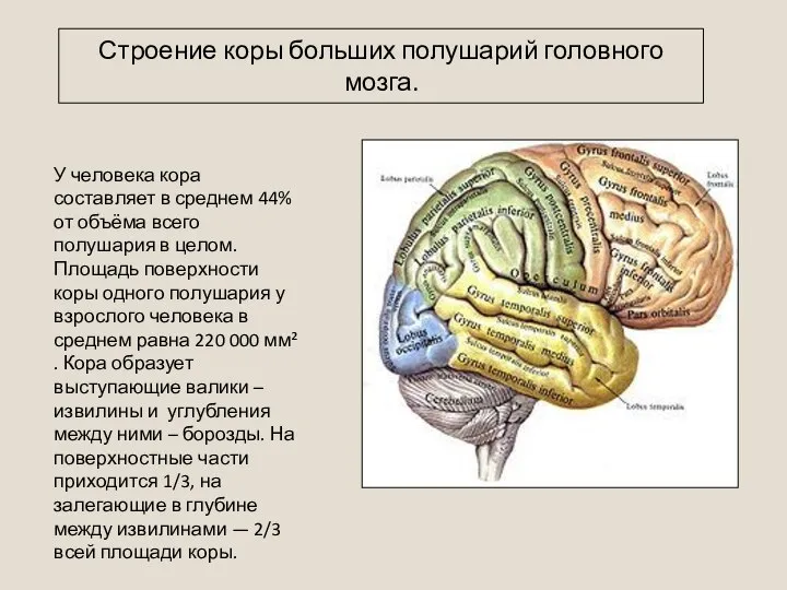 У человека кора составляет в среднем 44% от объёма всего полушария в
