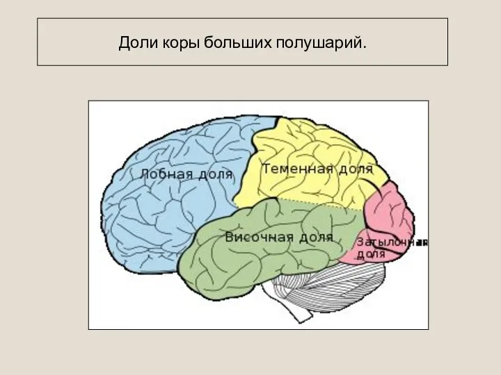 Доли коры больших полушарий.