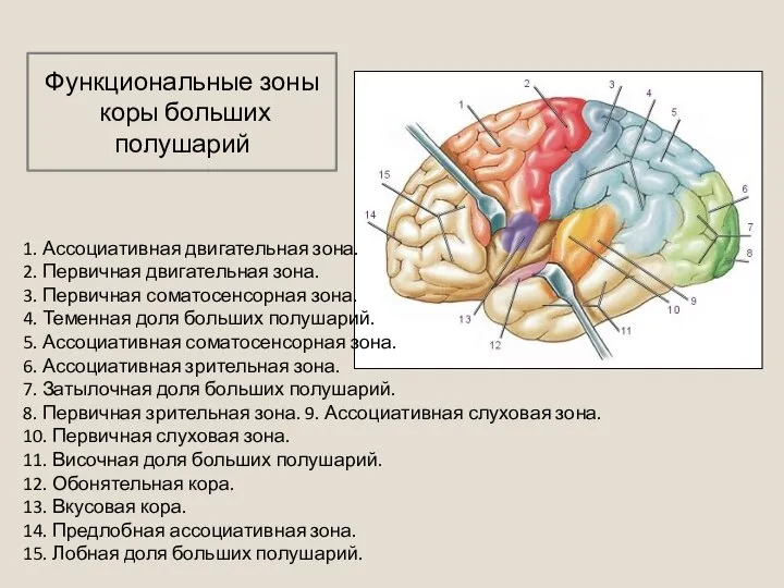 1. Ассоциативная двигательная зона. 2. Первичная двигательная зона. 3. Первичная соматосенсорная зона.