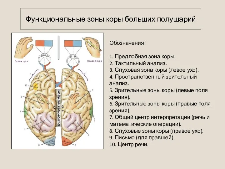 Обозначения: 1. Предлобная зона коры. 2. Тактильный анализ. 3. Слуховая зона коры