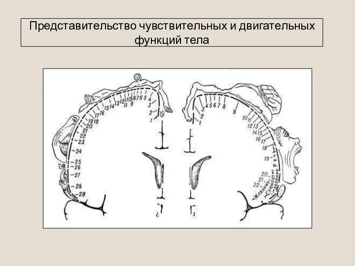 Представительство чувствительных и двигательных функций тела