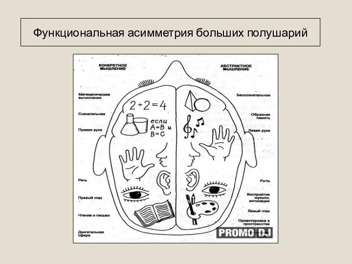 Функциональная асимметрия больших полушарий