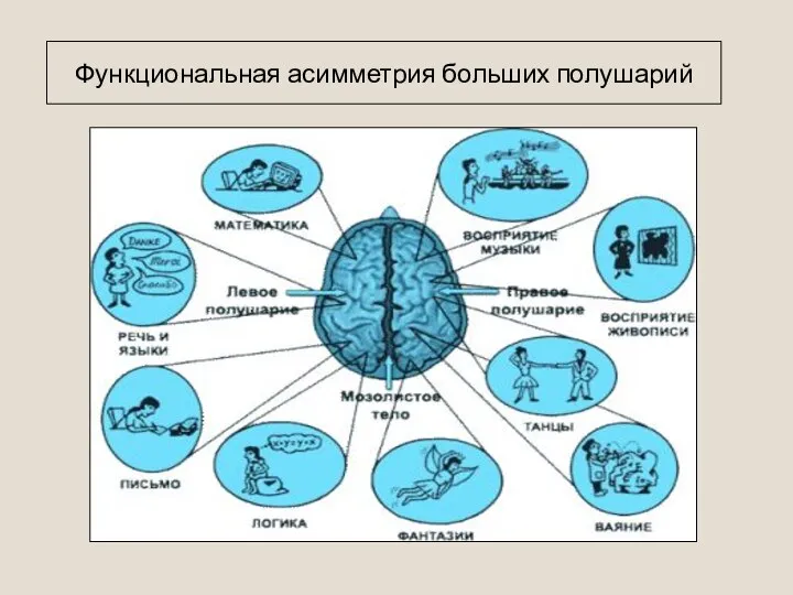 Функциональная асимметрия больших полушарий