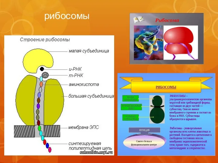 рибосомы