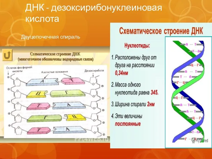 ДНК - дезоксирибонуклеиновая кислота Двуцепочечная спираль