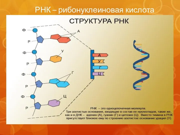 РНК – рибонуклеиновая кислота