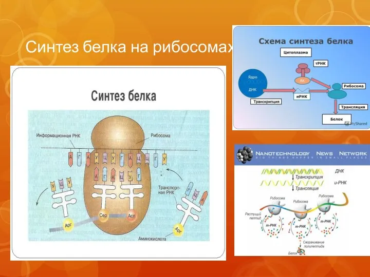 Синтез белка на рибосомах