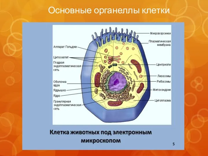 Основные органеллы клетки