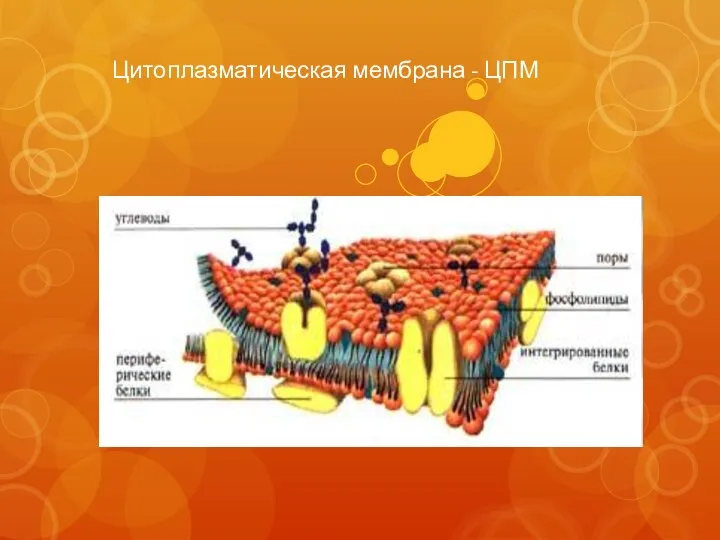 Цитоплазматическая мембрана - ЦПМ