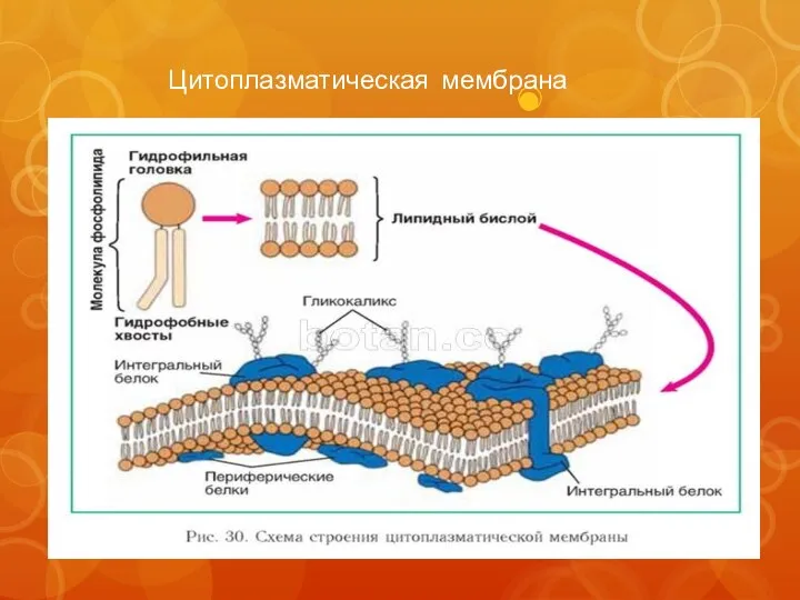 Цитоплазматическая мембрана строение
