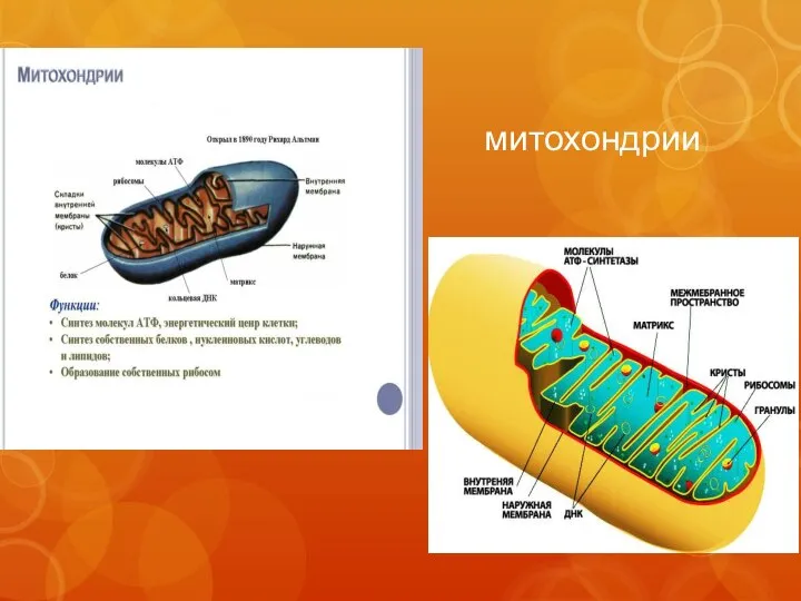 митохондрии