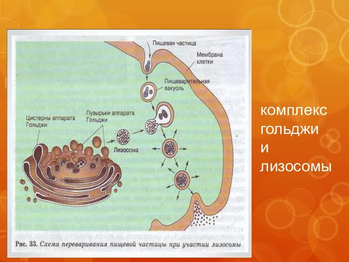 комплекс гольджи и лизосомы