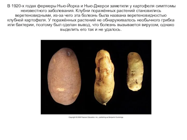 В 1920-х годах фермеры Нью-Йорка и Нью-Джерси заметили у картофеля симптомы неизвестного