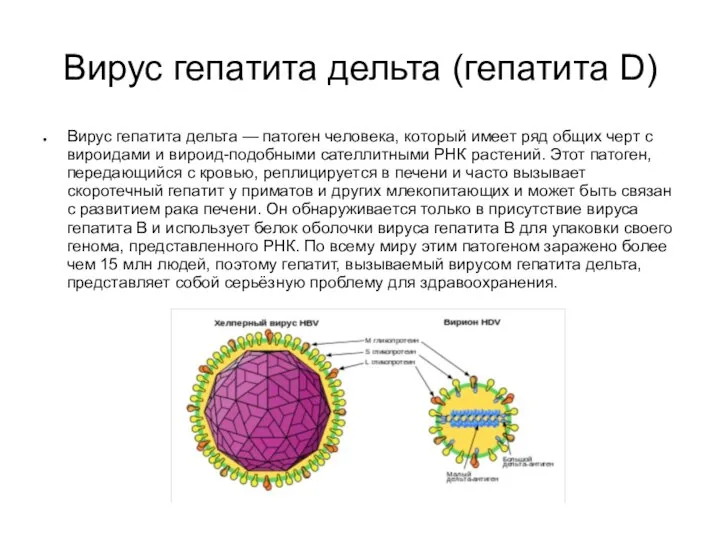 Вирус гепатита дельта (гепатита D) Вирус гепатита дельта — патоген человека, который