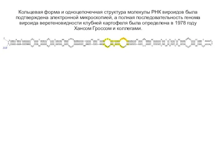 Кольцевая форма и одноцепочечная структура молекулы РНК вироидов была подтверждена электронной микроскопией,