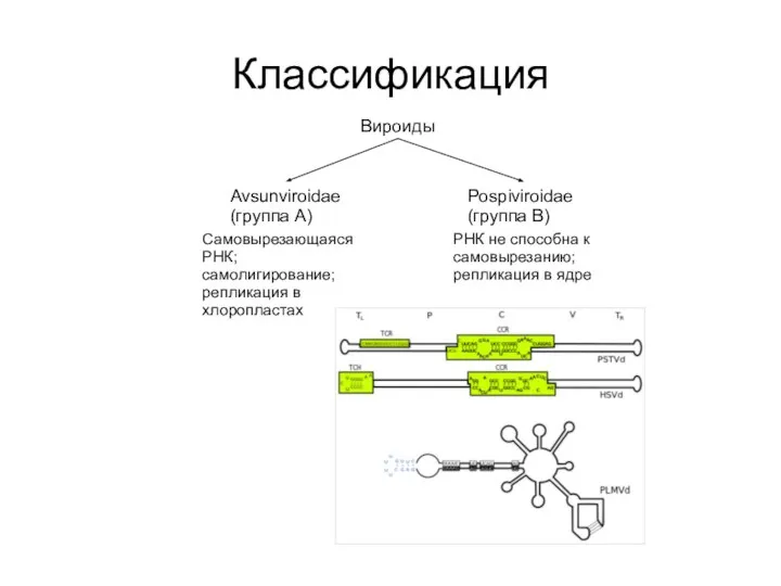 Классификация Вироиды Avsunviroidae (группа А) Pospiviroidae (группа B) Самовырезающаяся РНК; самолигирование; репликация