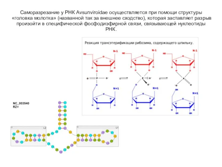 Саморазрезание у РНК Avsunviroidae осуществляется при помощи структуры «головка молотка» (названной так