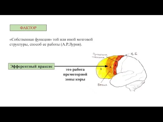 «Собственная функция» той или иной мозговой структуры, способ ее работы (А.Р.Лурия). ФАКТОР