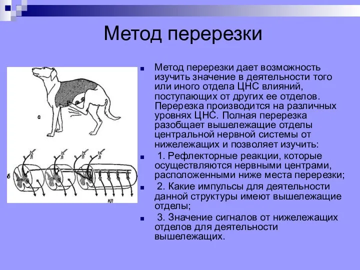 Метод перерезки Метод перерезки дает возможность изучить значение в деятельности того или