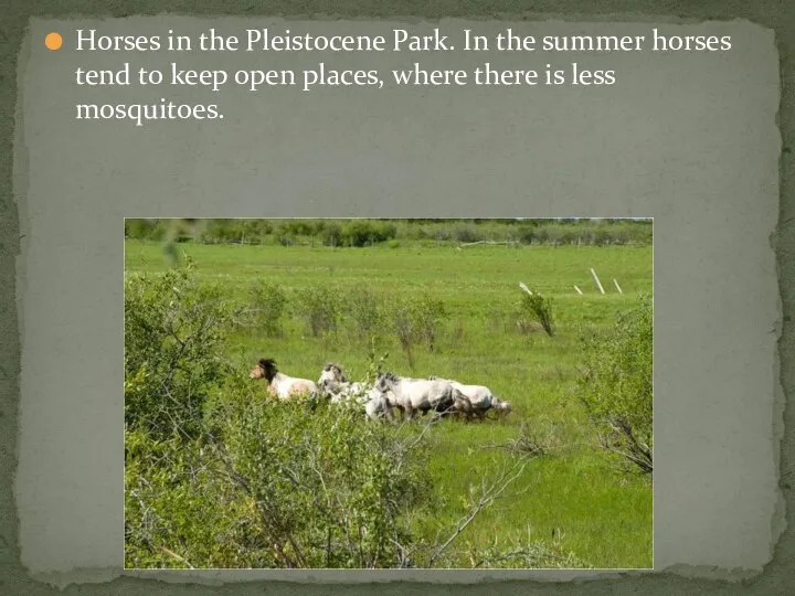 Horses in the Pleistocene Park. In the summer horses tend to keep