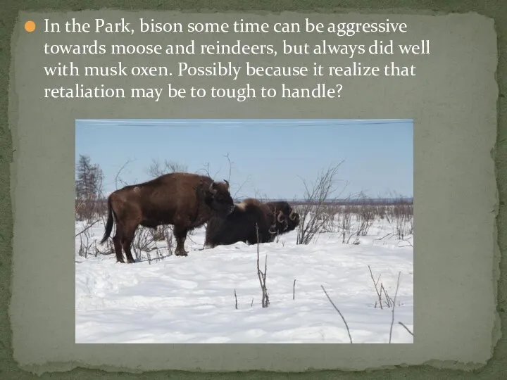 In the Park, bison some time can be aggressive towards moose and