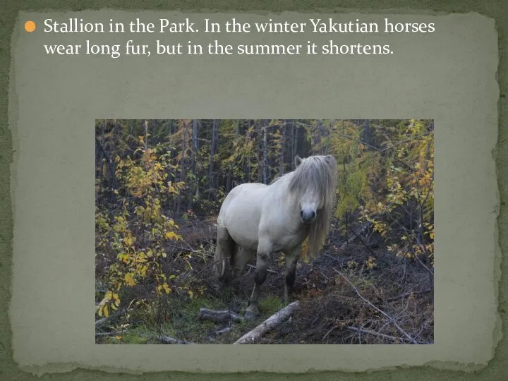 Stallion in the Park. In the winter Yakutian horses wear long fur,