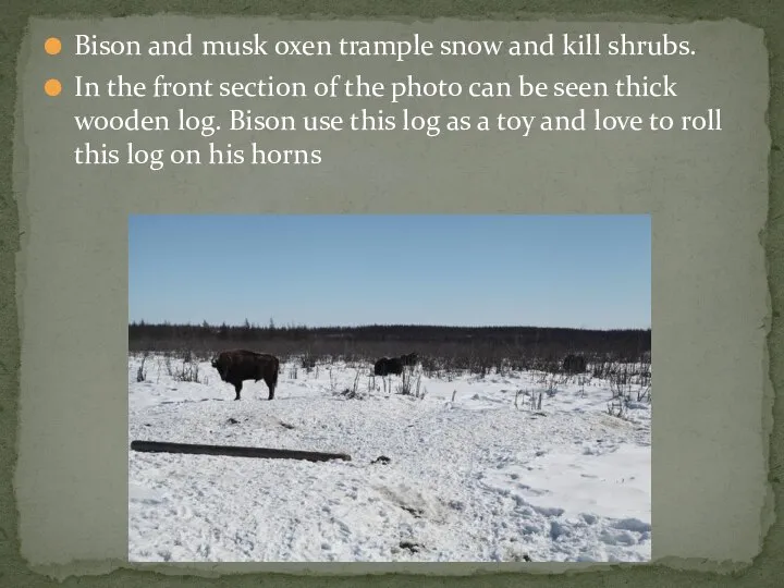 Bison and musk oxen trample snow and kill shrubs. In the front