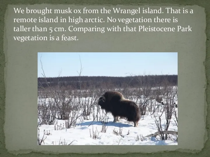 We brought musk ox from the Wrangel island. That is a remote
