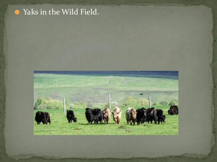 Yaks in the Wild Field.